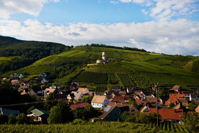 The Meyer-Fonné vineyard