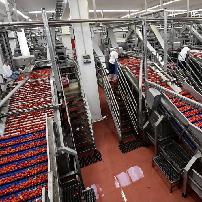 Freshly picked tomatoes are transported along an assembly line