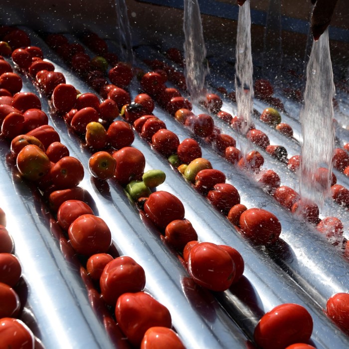 Freshly picked tomatoes are cleaned as they move along the assembly line