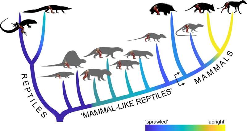 How mammals got their stride