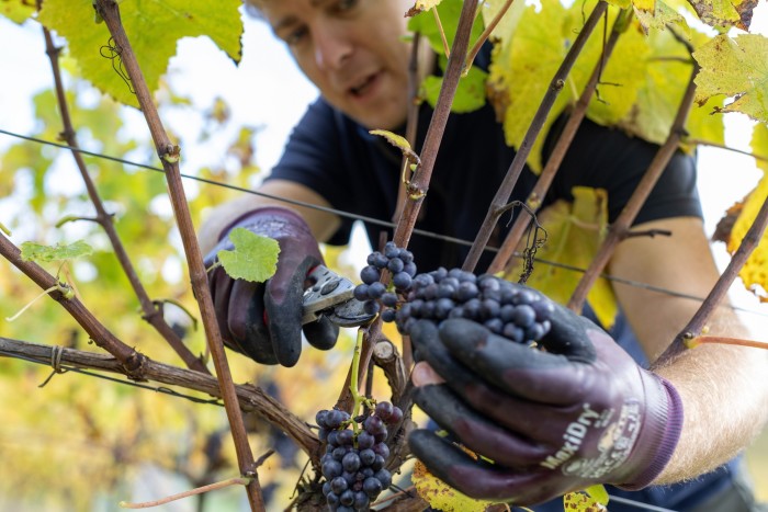 Harvesting pinot noir grapes on the Denbies estate