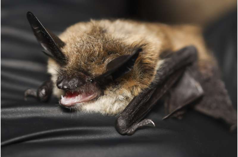 It's almost Halloween. That means it's time for a bat beauty contest