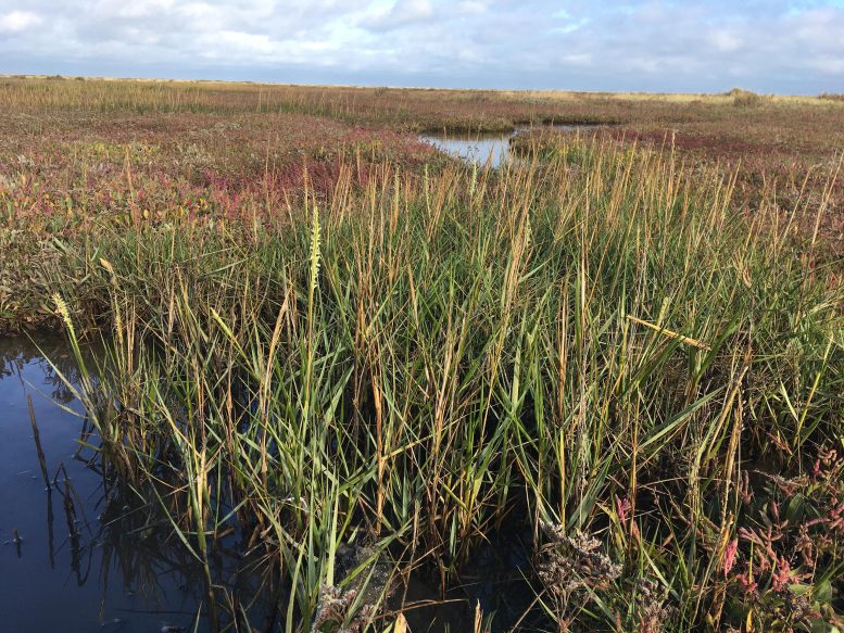 Spartina anglica Growing on the Norfolk Coast