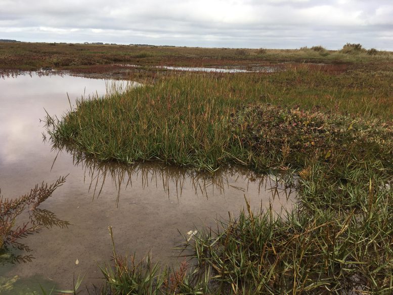 Spartina anglica growing in North Norfolk