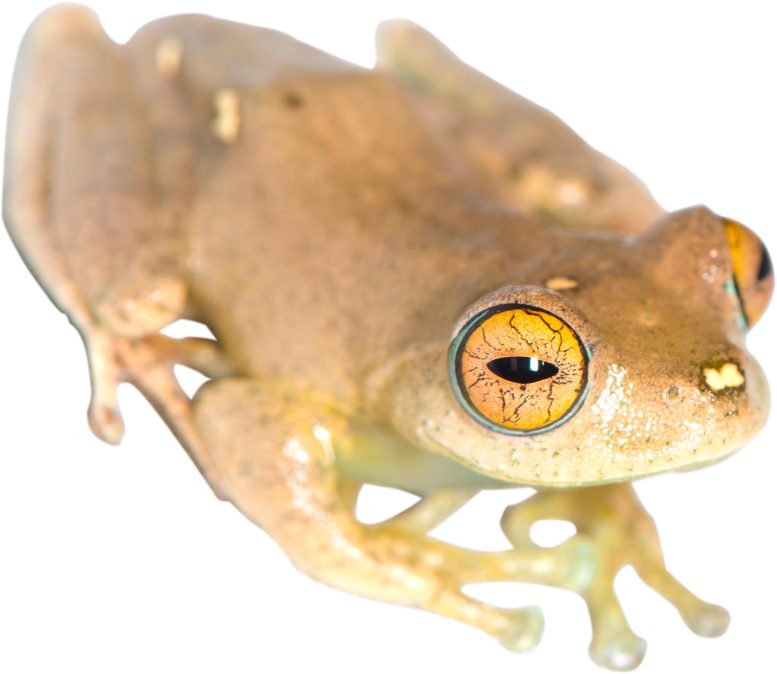 Boophis Species Named After Captain Sisko