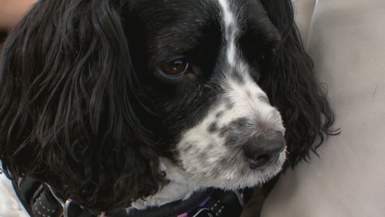 A black and white dog with floppy ears is cradled in the arms of her handler, who wears a beige jacket. 