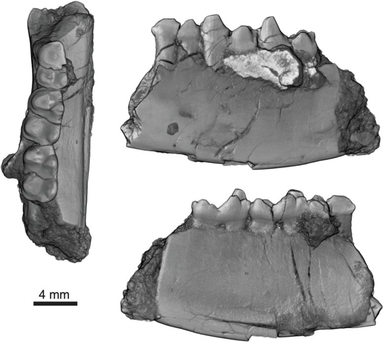 H. piceanus Fossil Jawbone