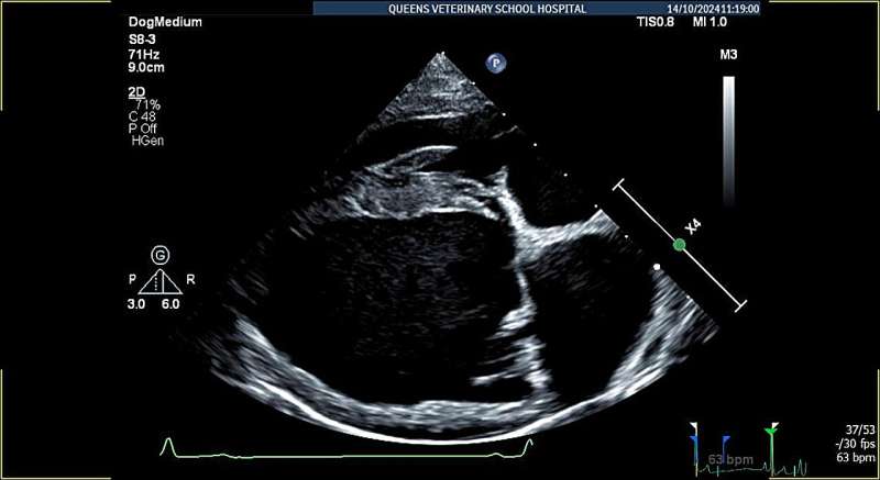 AI algorithm accurately detects heart disease in dogs