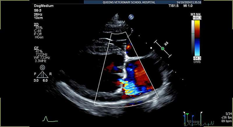 AI algorithm accurately detects heart disease in dogs