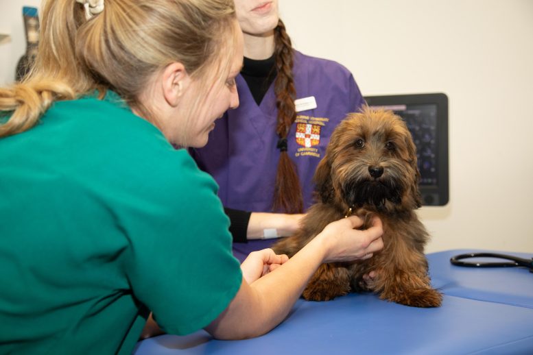 Huxley Dog Physical Examination