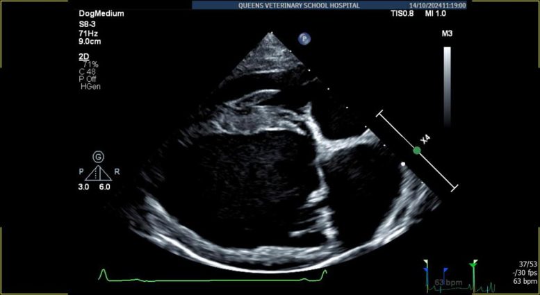 Dog With Mitral Valve Disease Heart Scan