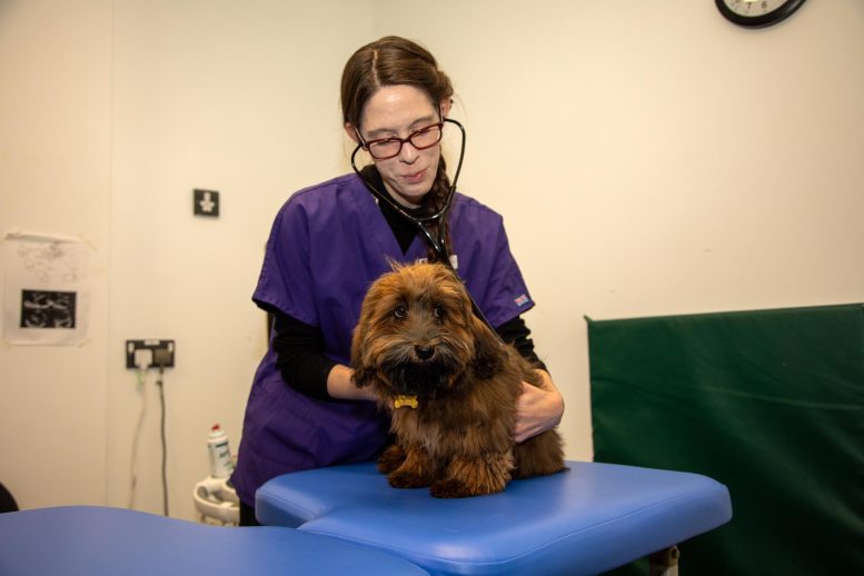 Huxley Havanese Physical Examination