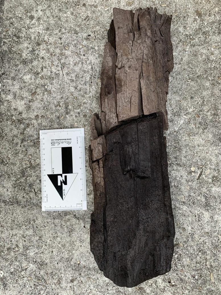 Preserved Wood Sample From Tussac House Site