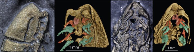 Head of Lomankus edgecombei