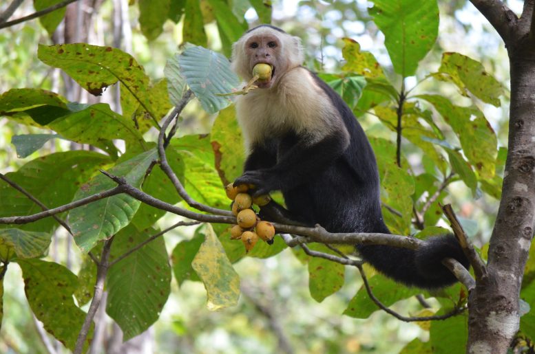 Capuchin Eating Fruit