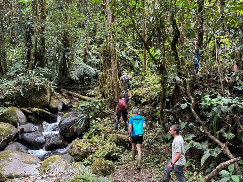 Four people hike up a hill in a lush forest next to a stream 