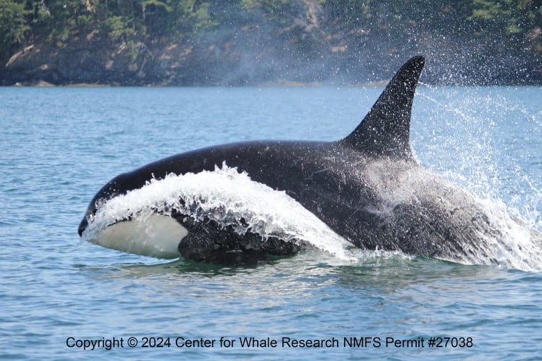 A killer whale breaches the water on a sunny day.