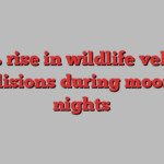 50% rise in wildlife vehicle collisions during moonlit nights