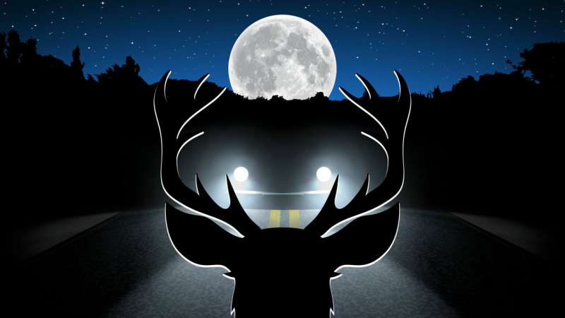 Vehicle collisions with wildlife increase during the full moon