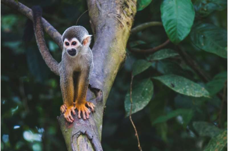 squirrel monkey