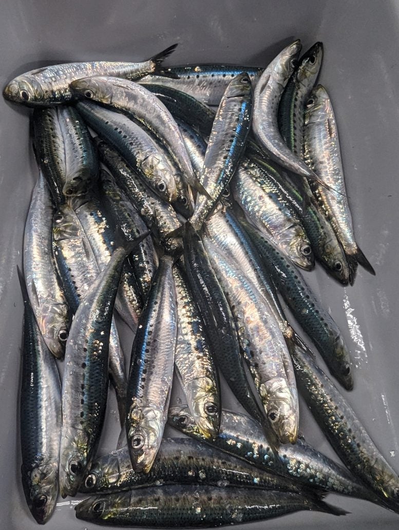 Mixed Sardines Collected From West Coast in 2023