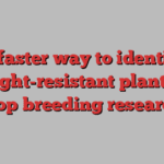 A faster way to identify drought-resistant plants for crop breeding research