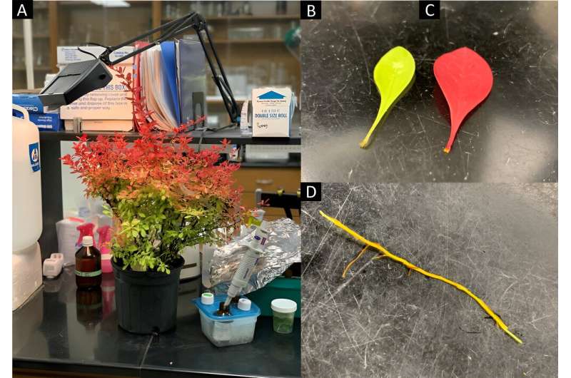 Flow cytometry guide for accurate estimation of plant genome size