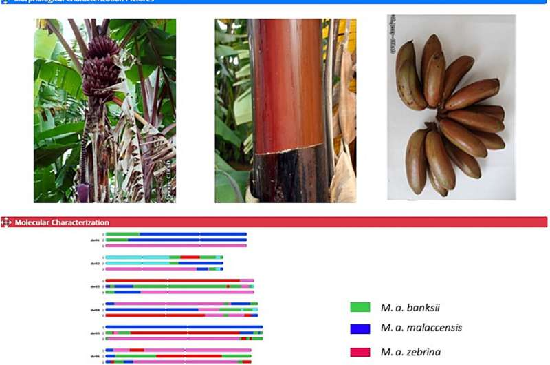 A next-generation catalog of cultivated bananas