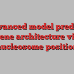 Advanced model predicts gene architecture via nucleosome position