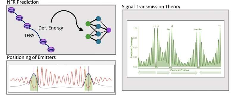 Team develops a new tool to predict nucleosome position