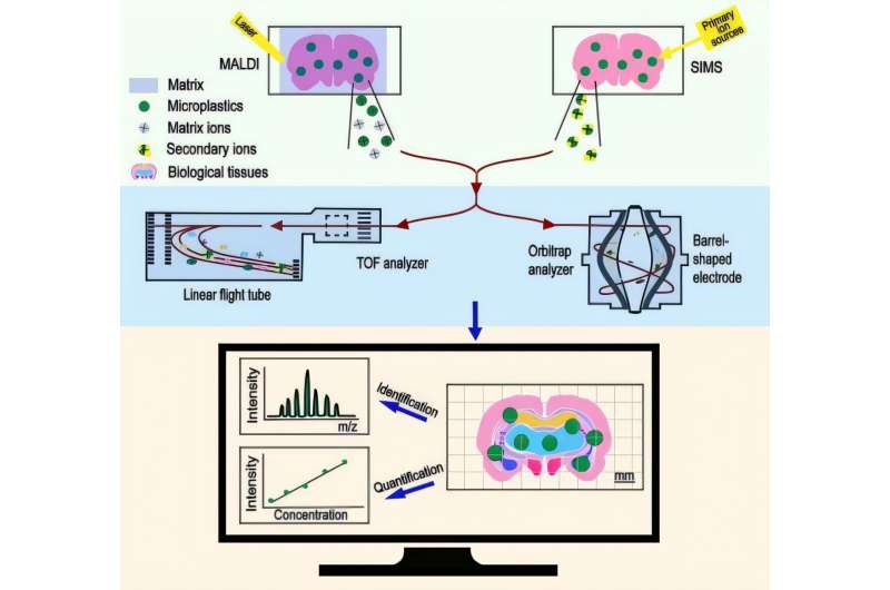 Imaging the invisible: advanced tech targets microplastics in living organisms