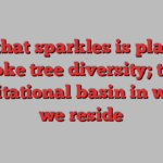 All that sparkles is plastic; woke tree diversity; the gravitational basin in which we reside