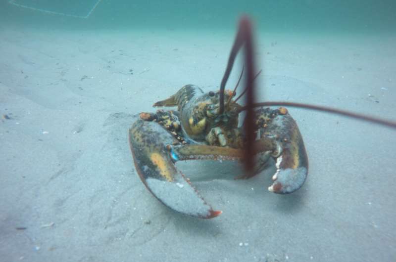 American lobster population, habitat preferences shifting, study finds