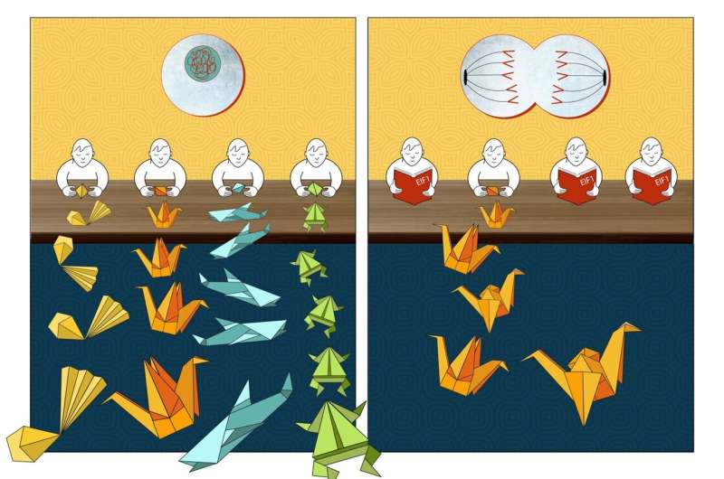 An elegant switch regulates production of protein variants during cell division