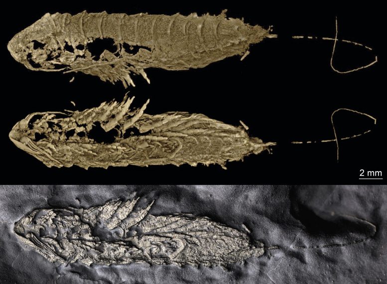 Holotype Specimen of Lomankus edgecombei