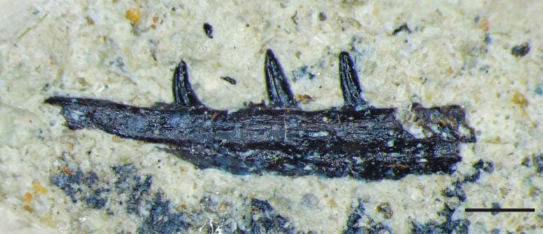 Microzemiotes sonselaensis Holotype