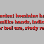 Ancient hominins had humanlike hands, indicating earlier tool use, study reveals