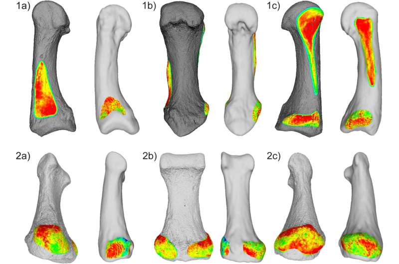 Ancient hominins had humanlike hands, indicating earlier tool use