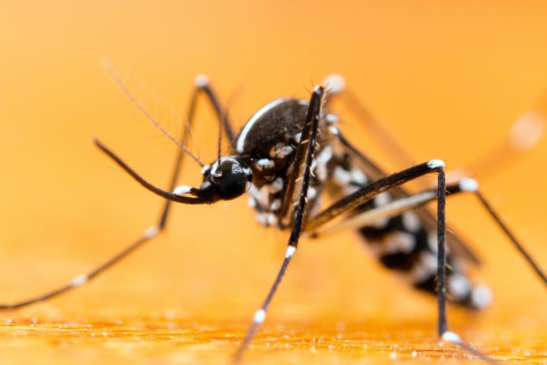 Asian Tiger Mosquito (Aedes albopictus)