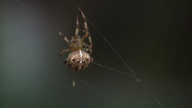 Close up of spider from Université de Montreal lab.