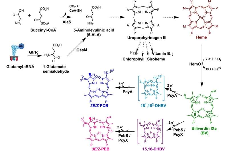 Targeting bacteria: Phages and their reprogramming strategy