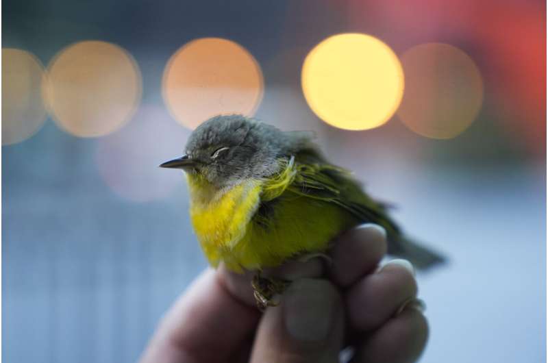 Avian enthusiasts try to counter the deadly risk of Chicago high-rises for migrating birds