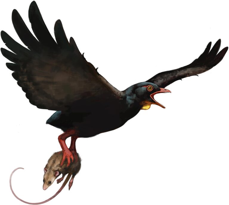 Ancient Hawk-Sized Birds With Raptor-Like Feet Discovered in Montana