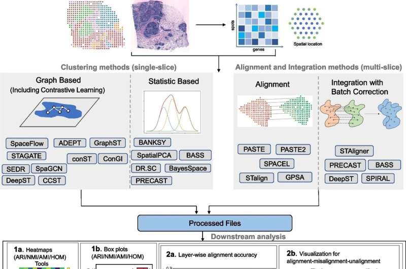 Researchers' study aims to assist scientists in analyzing spatial transcriptomics data