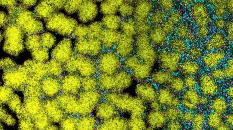 Bacteria thrive by playing nice before going their own way