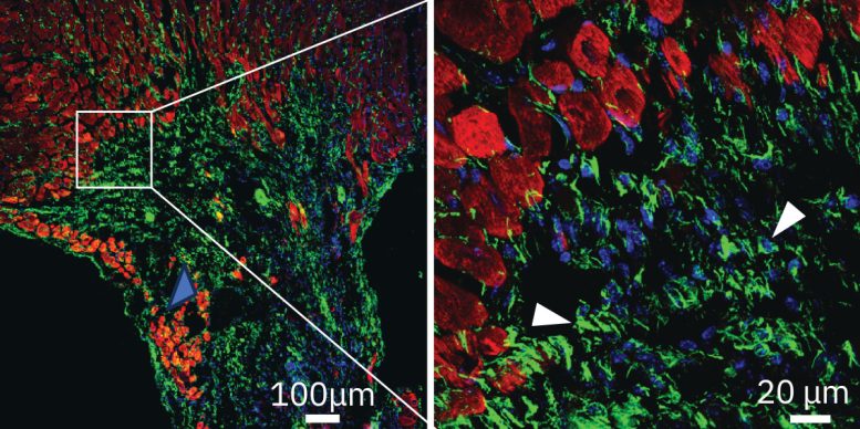 Cardiac Muscle Microscopy Image