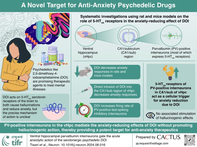 A Novel Target for Anti Anxiety Psychedelic Drugs Infographic