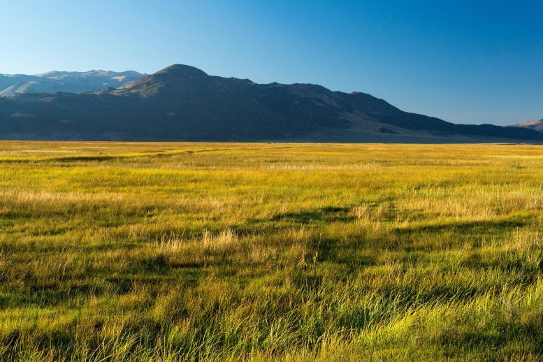 California Grasslands