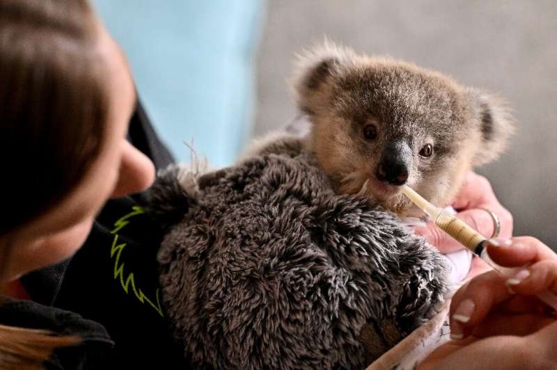 Orphaned koala joey Ajooni is fed by wildlife caregiver Emma Meadows in Sydney