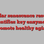 Cellular senescence research identifies key enzyme to promote healthy aging